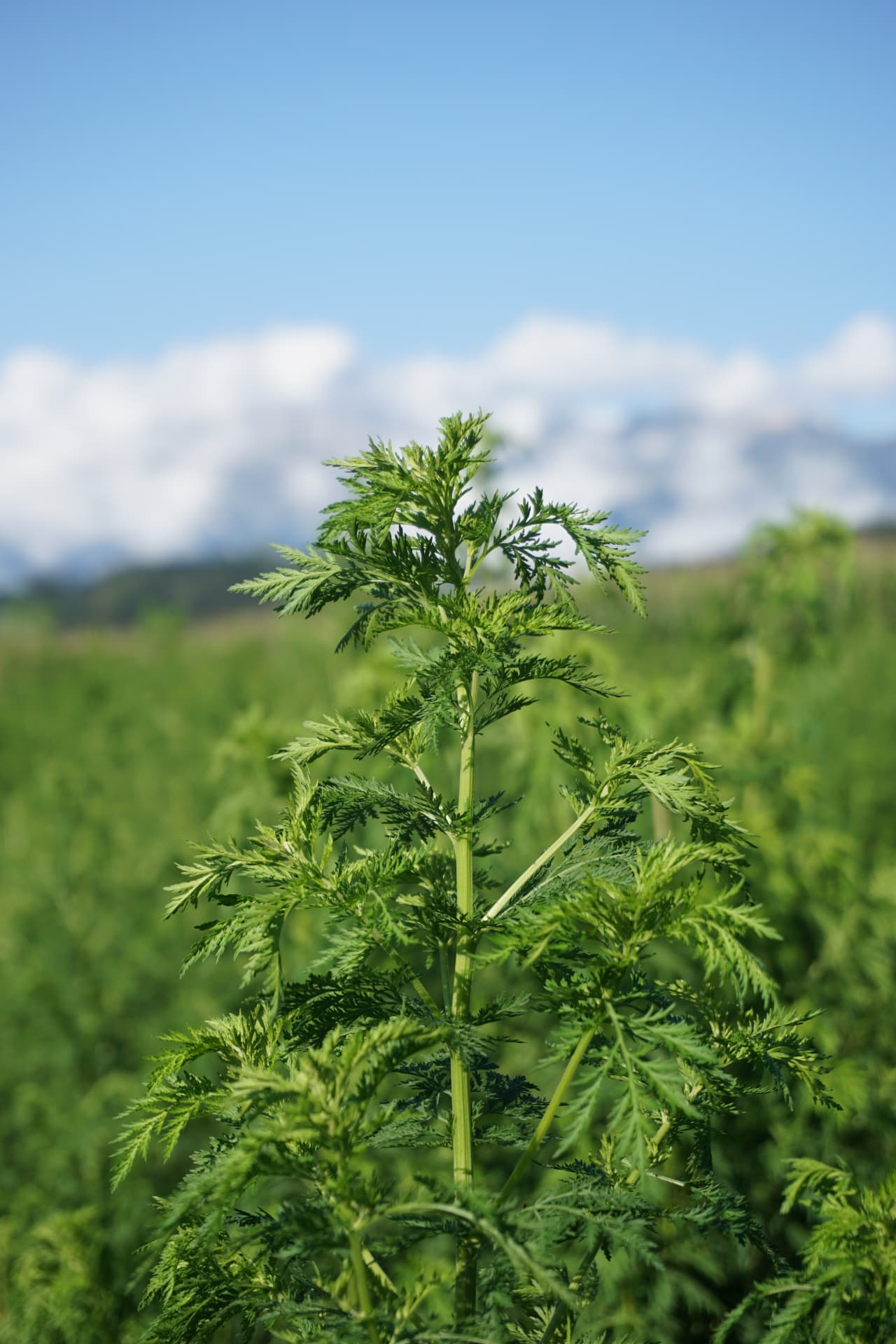 Artemisia annua Pflanze aus biologischem Anbau in Vorarlberg
